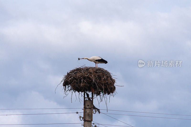 鹳在电线杆上筑巢