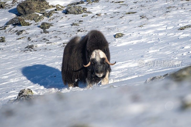 一只公麝牛在非常寒冷的冬季环境中，在挪威奥普达尔的多夫菲尔国家公园的山上