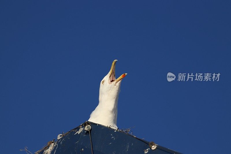 刺耳的海鸥