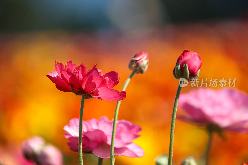 毛茛花在橘黄色的背景下开花