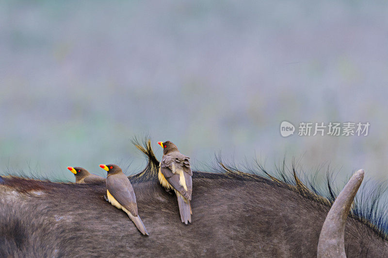 野牛啄食鸟在野生开普敦水牛上的特写