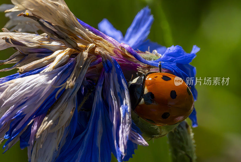 矢车菊和瓢虫的特写