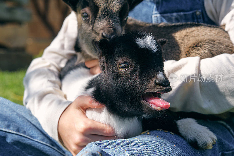 一个不知名的人在农场的草坪上爱抚可爱的小山羊
