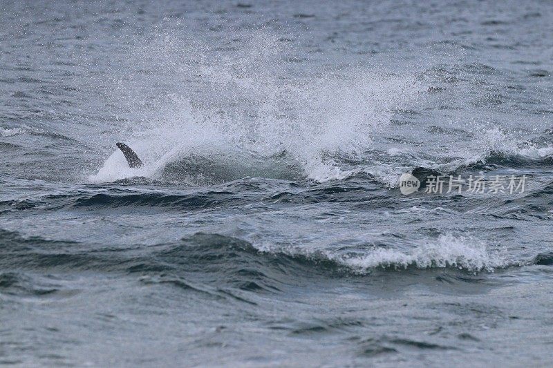 海豚的鳍