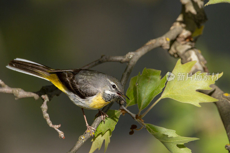 一只灰色的鹡鸰坐在一棵梧桐树的树枝上看着它的巢。长着长尾巴的黄色小水鸟。希腊的春天。欧洲的鸟。Motacilla灰质。