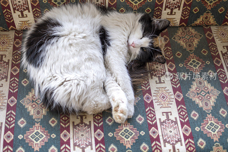 漂亮的猫在沙发上休息