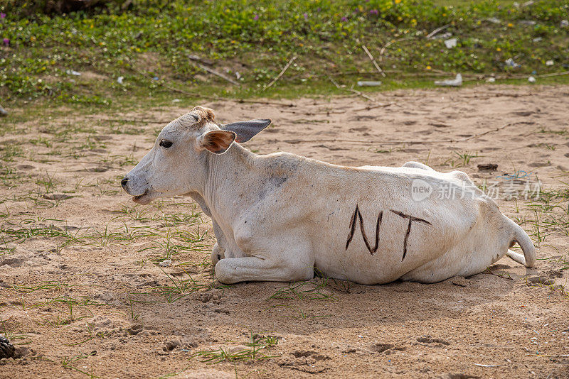 有烙印的牛躺在沙滩上休息