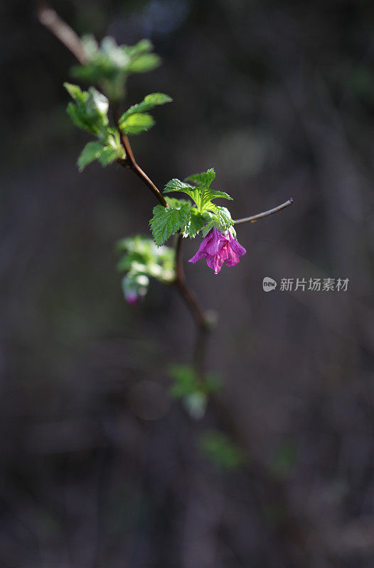 加拿大不列颠哥伦比亚省森林边缘的野玫瑰