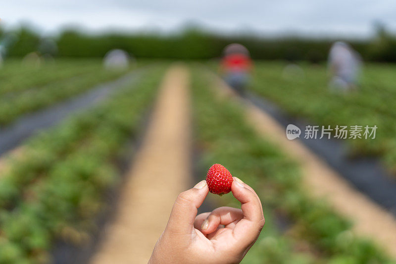 新鲜采摘的草莓