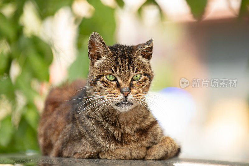 又老又生气的流浪猫。