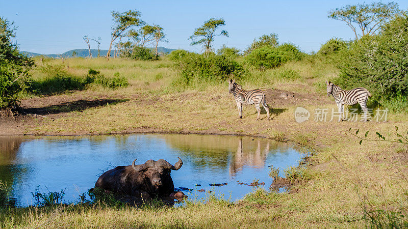 在南非的狩猎旅行中，非洲水牛和斑马围着一个水池