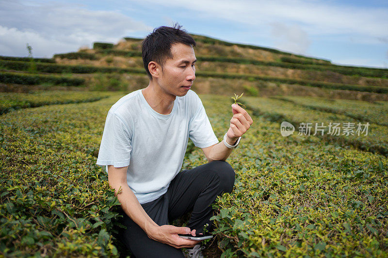 男子检查茶叶质量