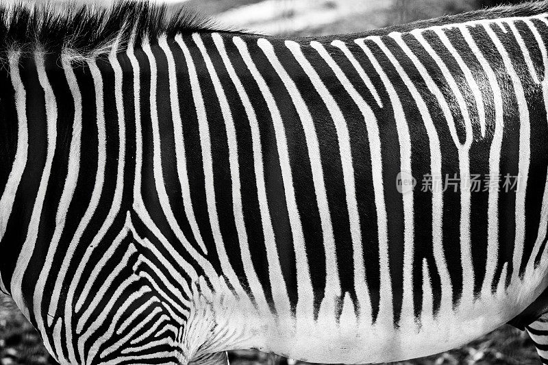 Zebrabont