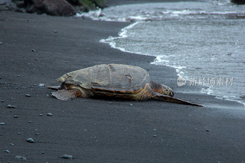 海滩上的一只死海龟