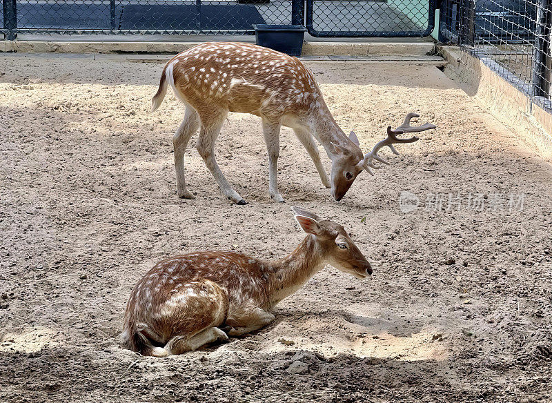 这张照片拍摄的是动物园里两只鹿，背景是栅栏，羚羊和鹿在动物园的围栏里吃土和沙子。
