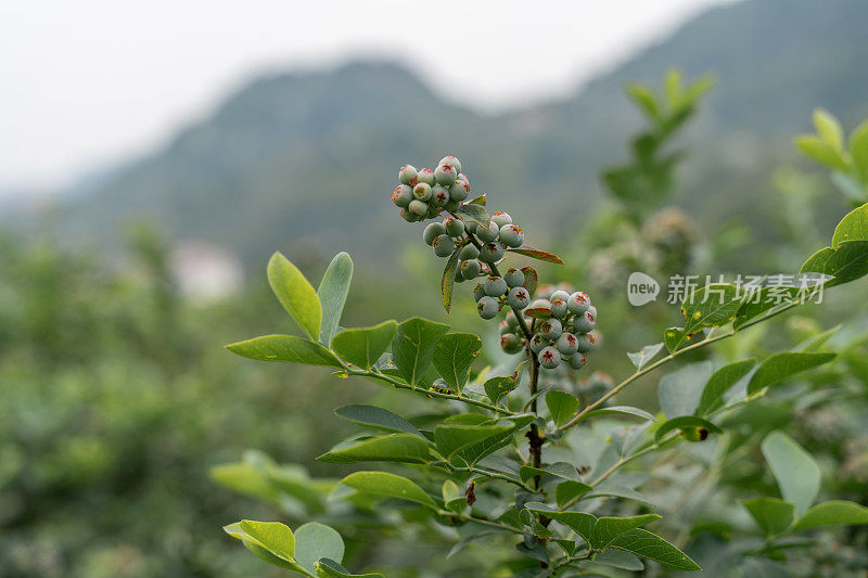 果园里未成熟的蓝莓