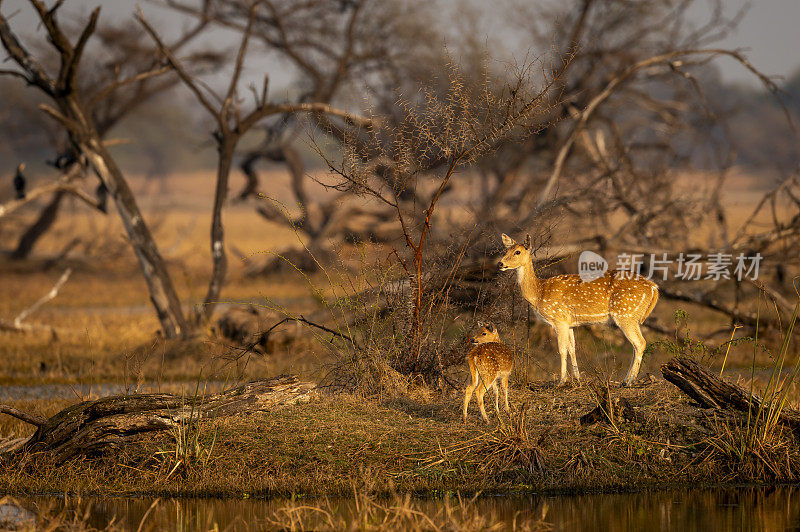 在印度拉贾斯坦邦的keoladeo国家公园或bharatpur鸟类保护区，在风景优美、色彩缤纷的冬季夜晚，斑点鹿或Chital或Cheetal或axis与她的小鹿或婴儿