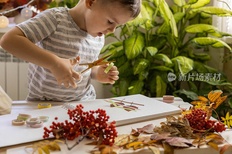 一个孩子用秋天五颜六色的树叶做了一个植物标本馆。快乐的秋天。