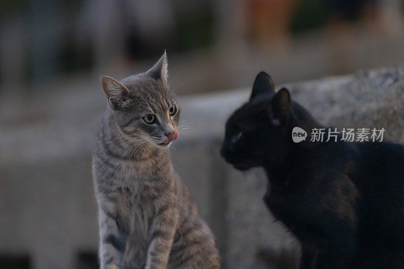 两个流浪猫的连接。