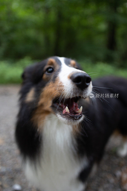 雪蒂牧羊犬