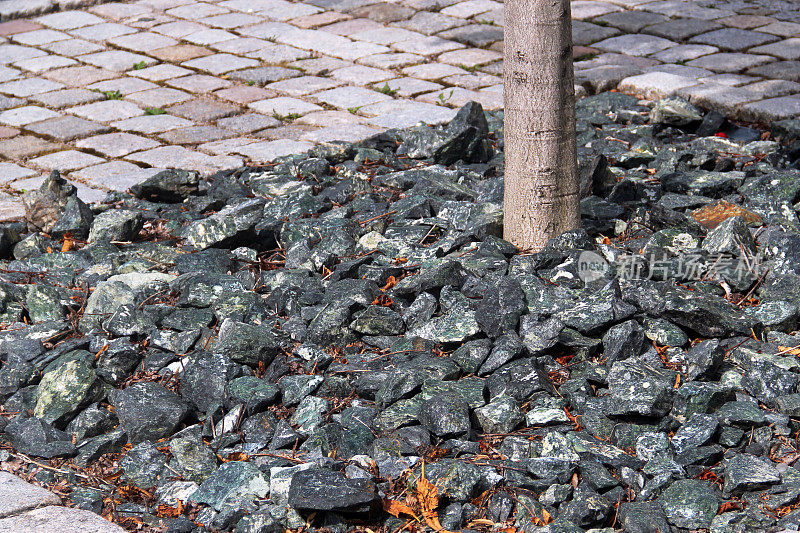 城市中靠近树干作覆盖物的花岗岩