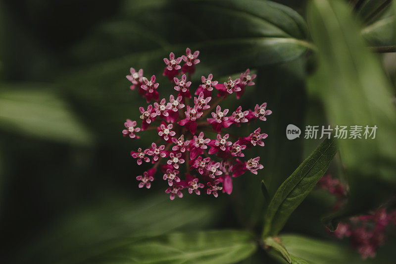 乳草属植物的花