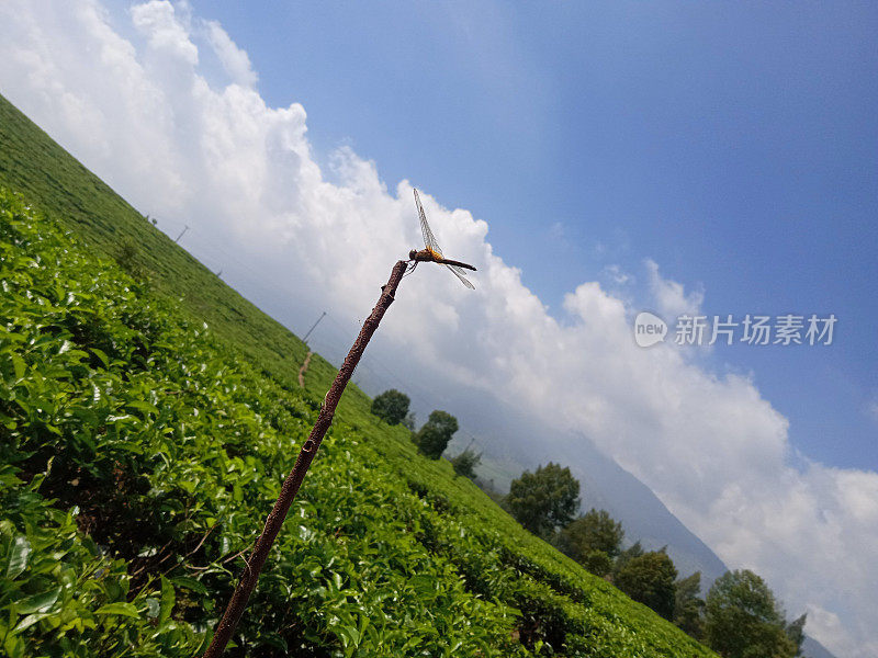 茶园树枝上的蜻蜓