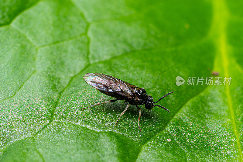 锯蝇，又称耧斗菜锯蝇。果园和栽培种植园中醋栗和醋栗的常见害虫