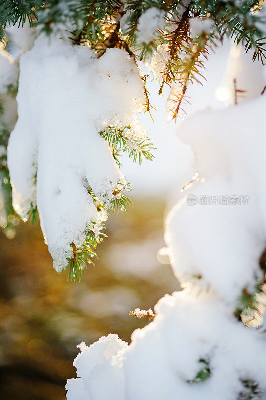 冷杉树枝上有雪和针叶上的水珠。