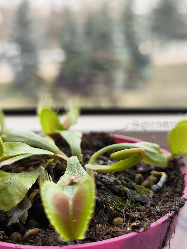 食虫植物