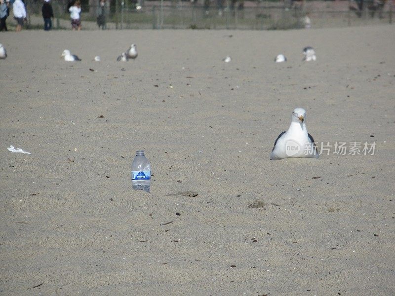 海鸥和塑料垃圾