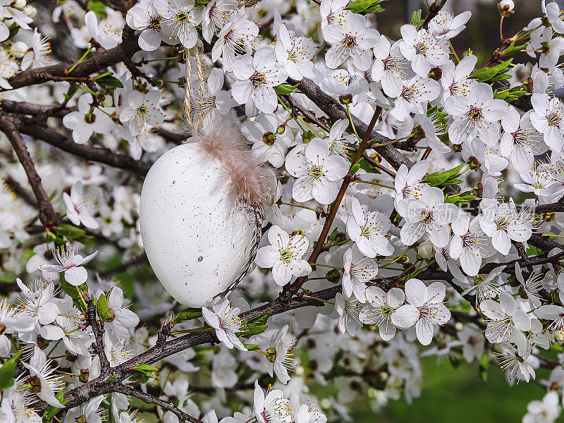 在盛开的樱桃树上有羽毛的复活节彩蛋。
