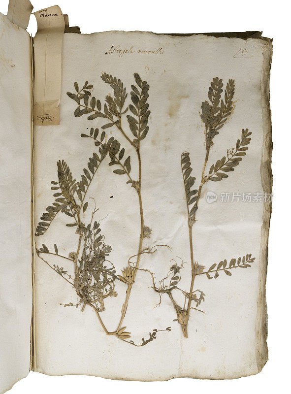 古代植物标本馆书