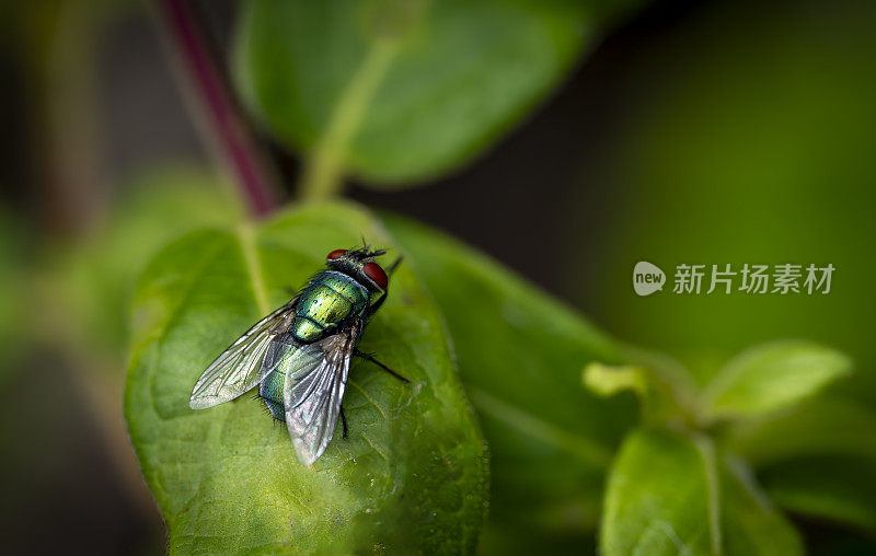 绿色的瓶子飞在金银花叶子上