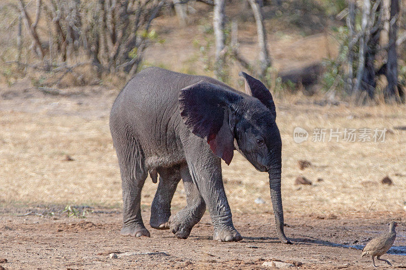 在非洲散步的野生小象