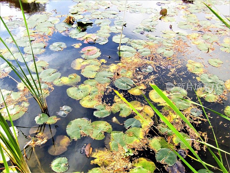 日本。11月。池塘里有睡莲。莫奈。
