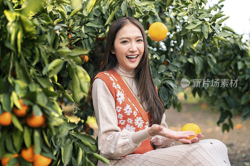 清新无忧的旅行者亚洲美女女享受有橘子田花园，韩国济州岛