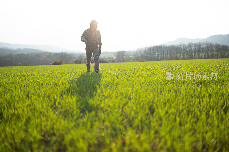 日落时分，聪明的农民在麦田里用平板电脑，复制空间。