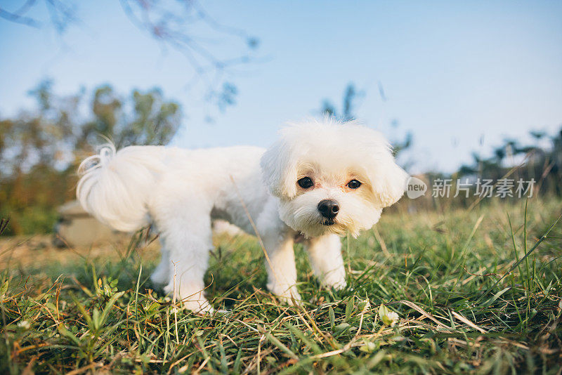 一位女士带着她可爱的马尔济斯犬在公园的湖边散步。