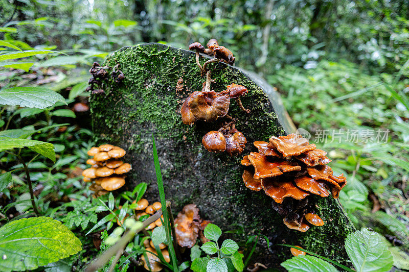 南非森林里长在圆木上的野生蘑菇