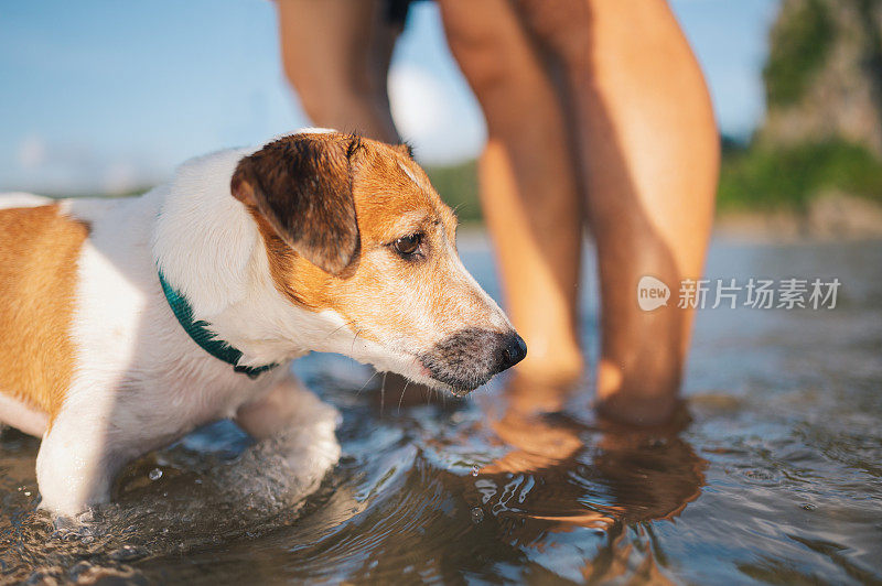 有趣的狗散步在海滩上享受冒险在夏天与他的主人