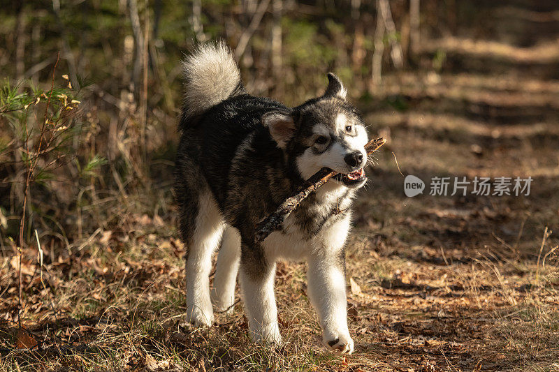 阿拉斯加雪橇犬