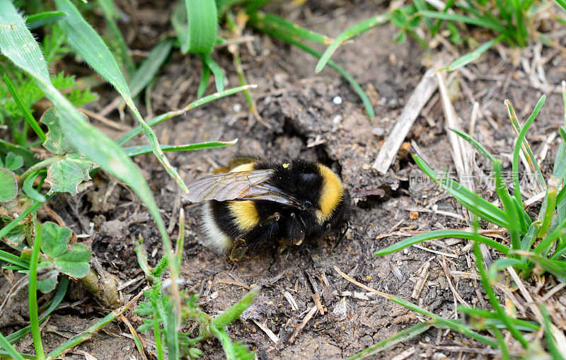 一只大黄蜂坐在陆地上