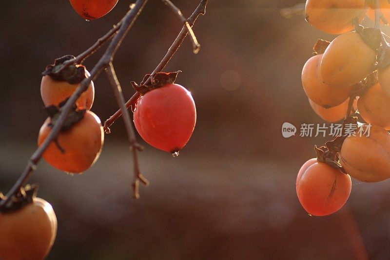 秋天的日本柿子