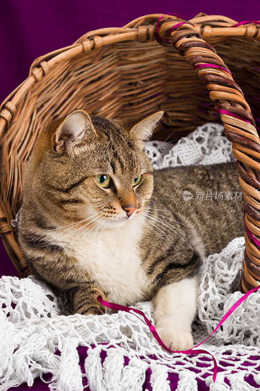 一只斑纹猫躺在一个戴着白色面纱的篮子里。紫色的