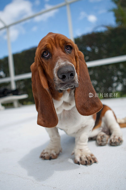 巴塞特猎犬小狗