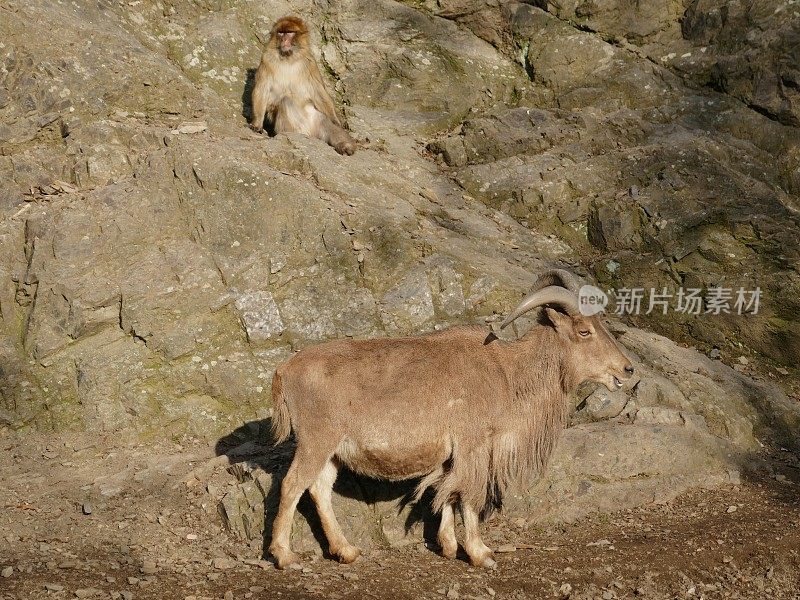 猕猴和山羊