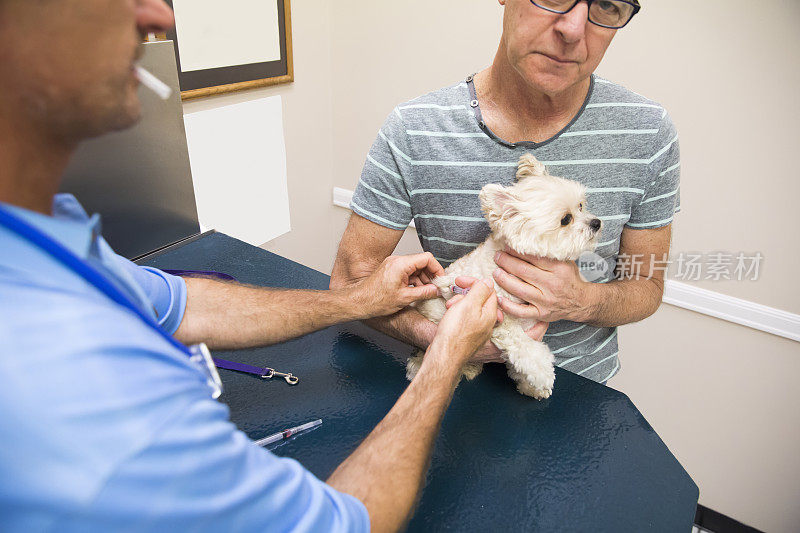 真人兽医为狗狗做年度健康检查
