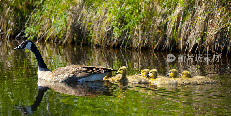 鹅妈妈和六个小鹅的家庭一起游泳