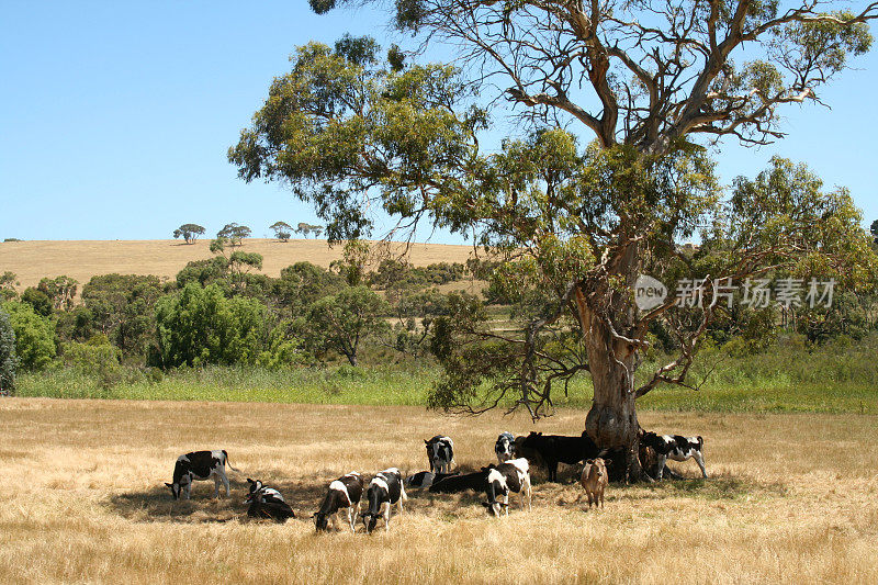 牛群站在树阴下